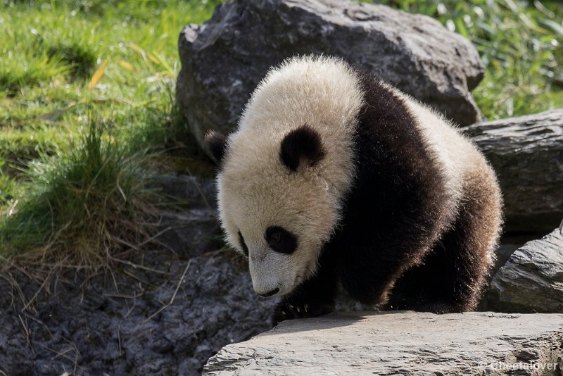 _DSC0085.JPG - Tian Bao