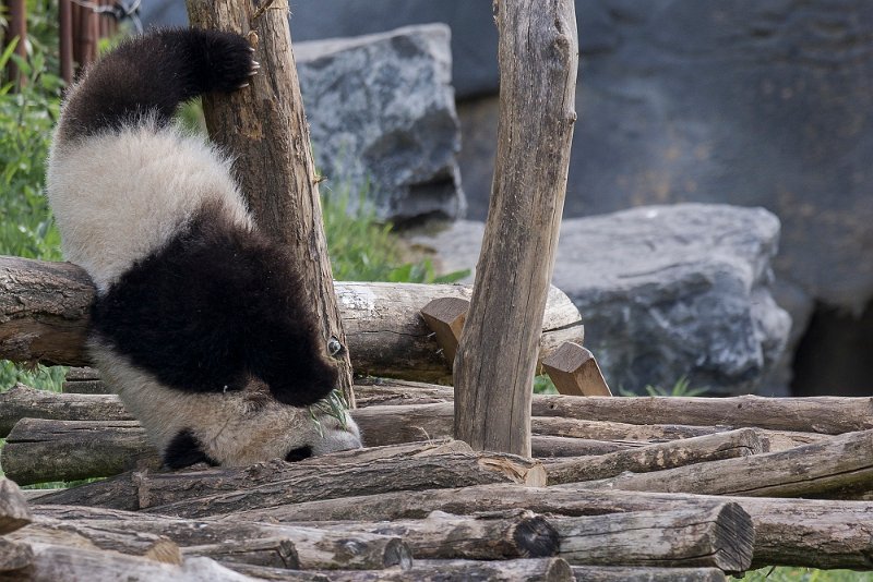 _DSC0091.JPG - Tian Bao
