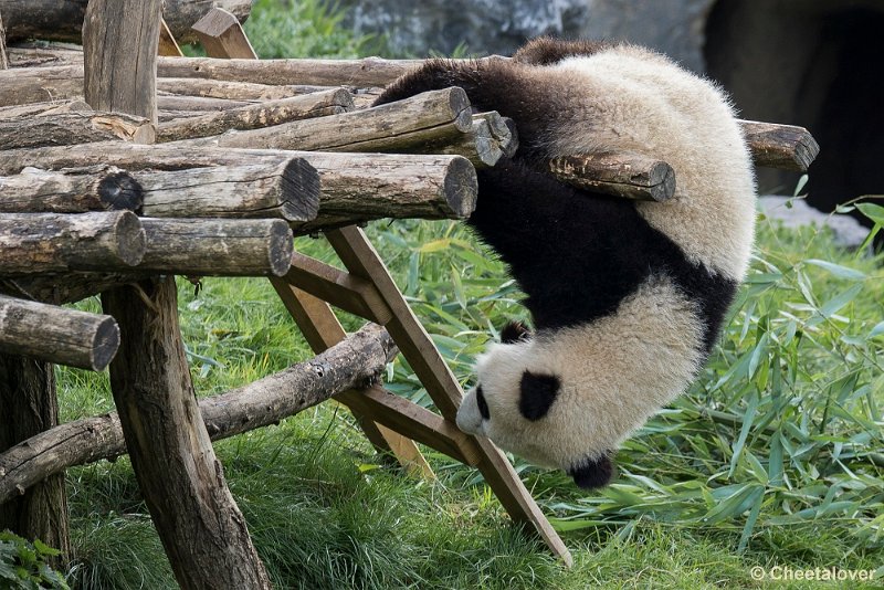_DSC0103.JPG - Tian Bao