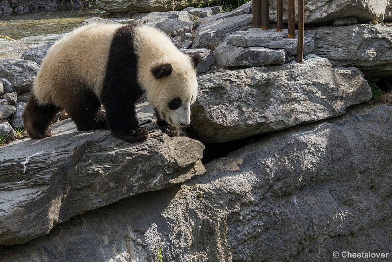 _DSC0108.JPG - Tian Bao