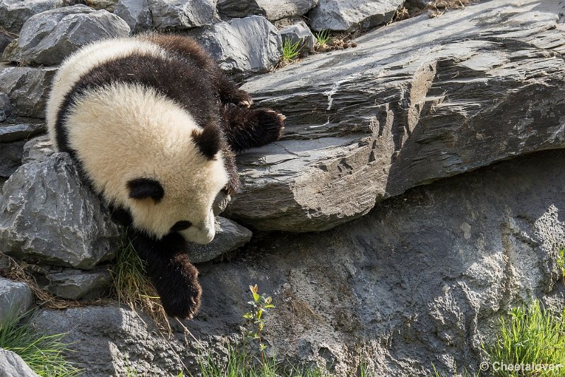 _DSC0110.JPG - Tian Bao
