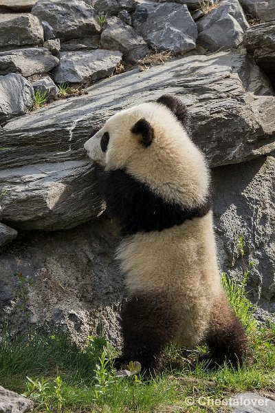 _DSC0113.JPG - Tian Bao