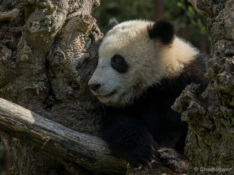 _DSC0168.JPG - Tian Bao