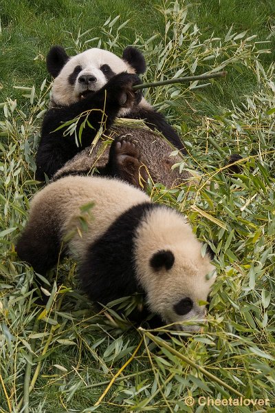 _DSC0205.JPG - Tian Bao en Hao Hao