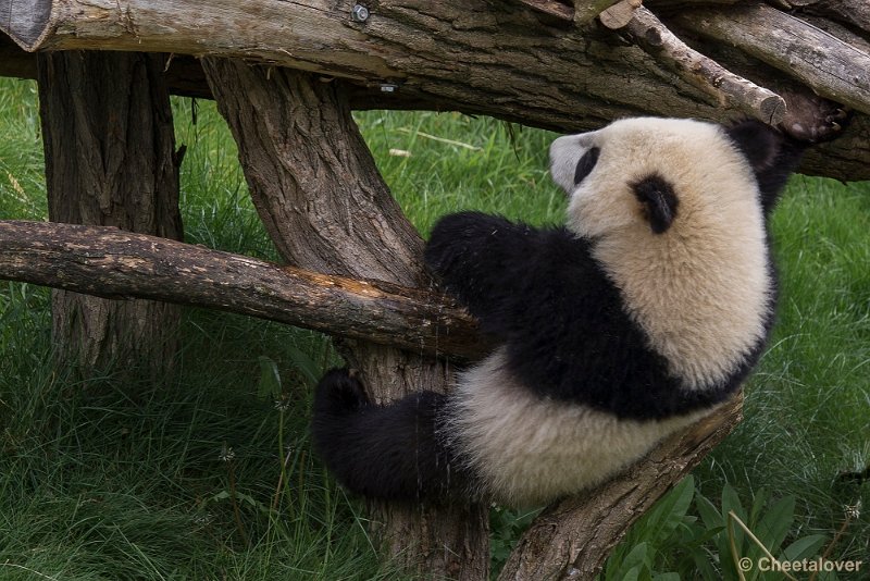 _DSC0213.JPG - Tian Bao