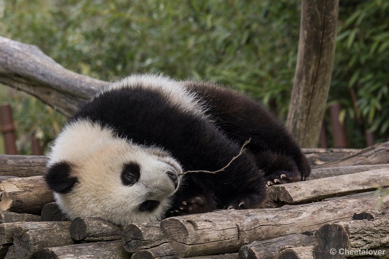 _DSC0235.JPG - Tian Bao