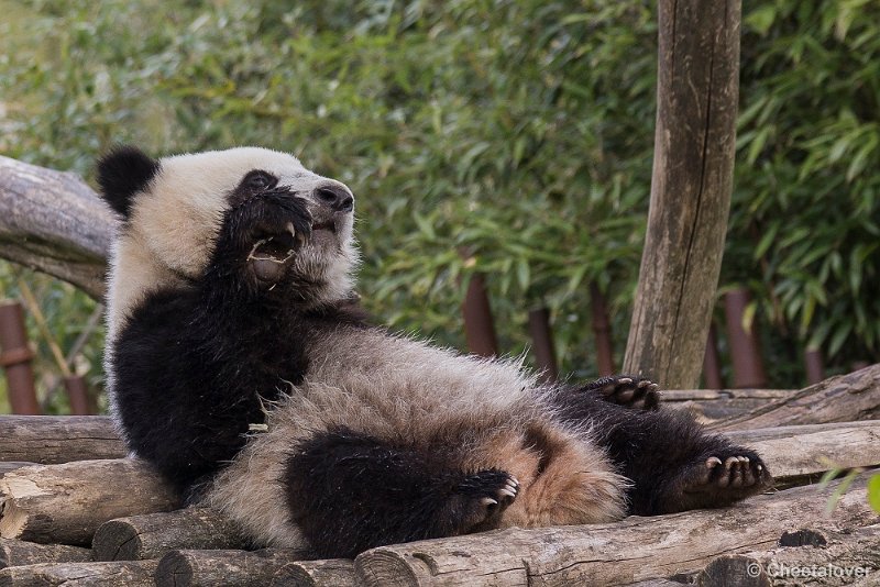 _DSC0242.JPG - Tian Bao