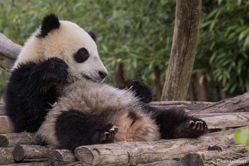 _DSC0244.JPG - Tian Bao
