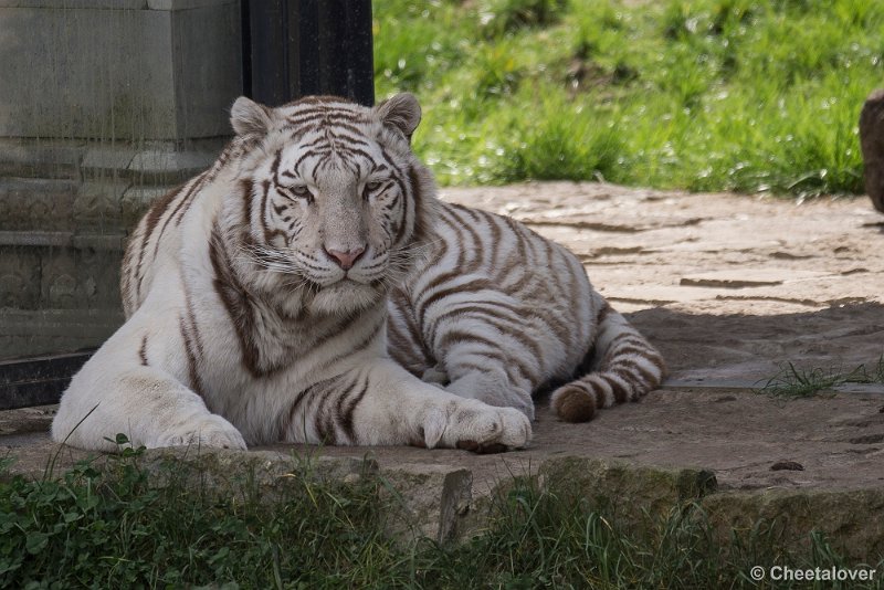 _DSC0321.JPG - Witte Tijger