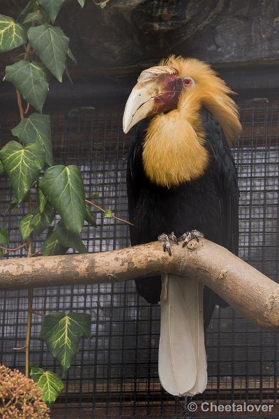 _DSC0342.JPG - Jaarvogel