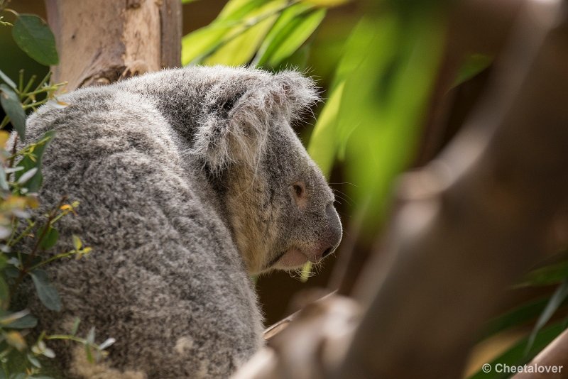 _DSC0366.JPG - Koala