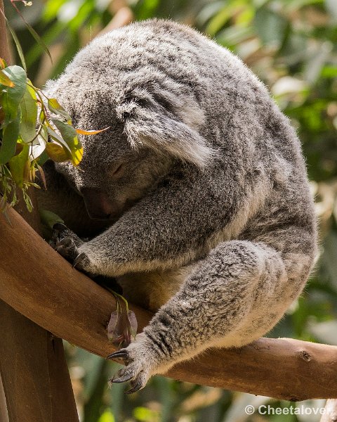_DSC0367.JPG - Koala