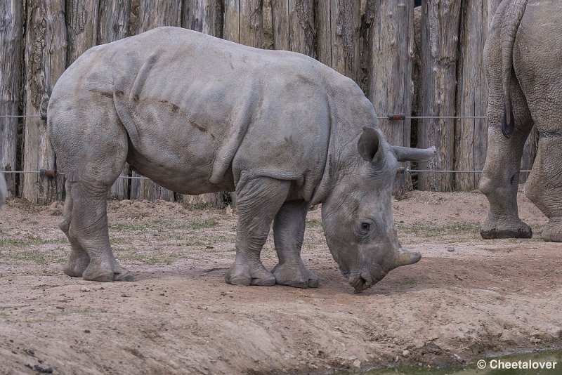 _DSC0406.JPG - Neushoorn