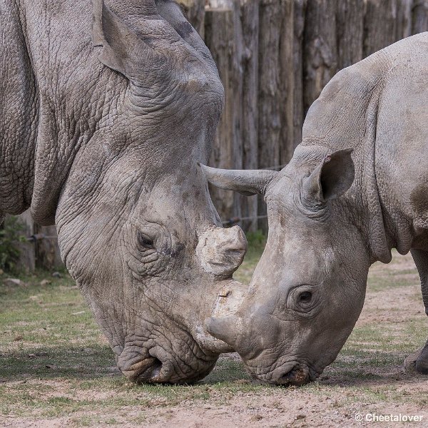 _DSC0412.JPG - Neushoorn