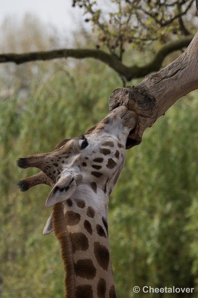 _DSC0468.JPG - Giraffe