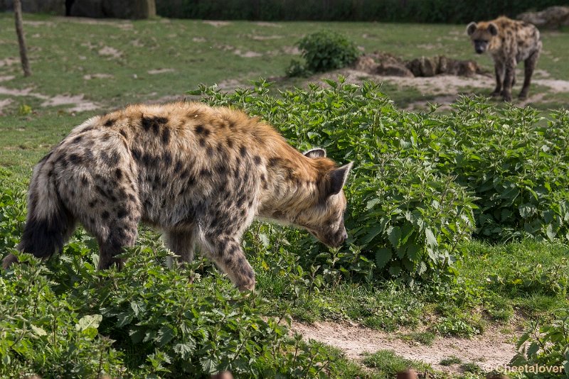 _DSC0472.JPG - Hyena