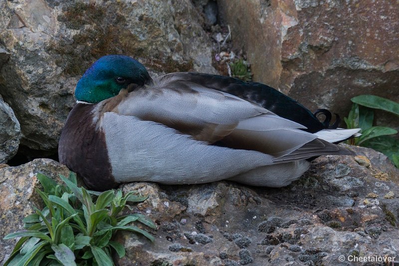 _DSC0479.JPG - Wilde Eend
