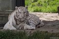 _DSC0321