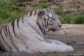 _DSC0329