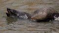_DSC0356