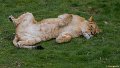 _DSC0427