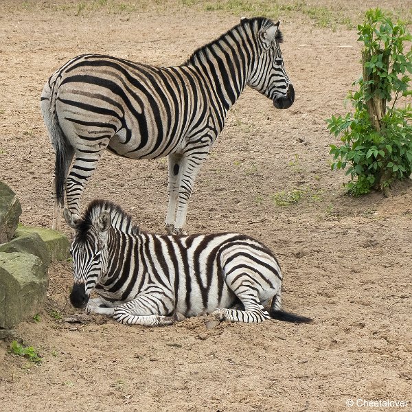 P1330416.JPG - Chapmanzebra