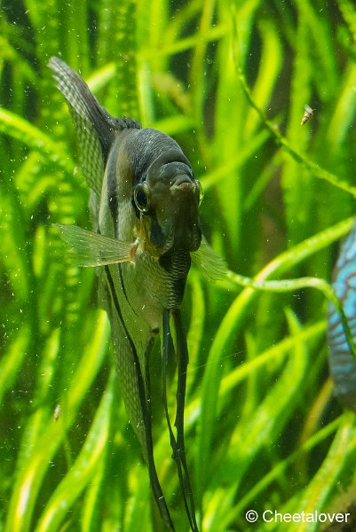 P1330476.JPG - Aquarium