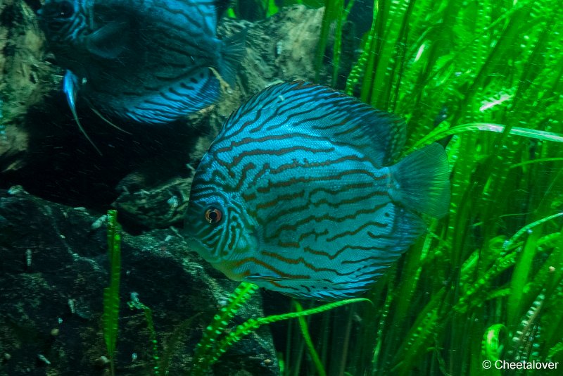 P1330477.JPG - Aquarium