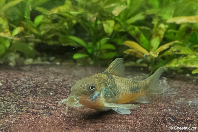 P1330483.JPG - Aquarium