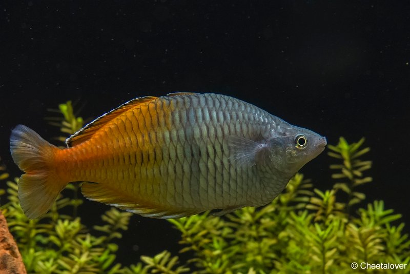 P1330484.JPG - Aquarium