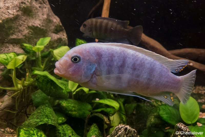 P1330485.JPG - Aquarium
