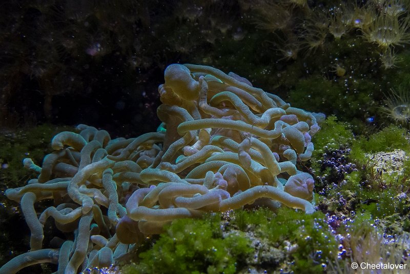 P1330492.JPG - Aquarium
