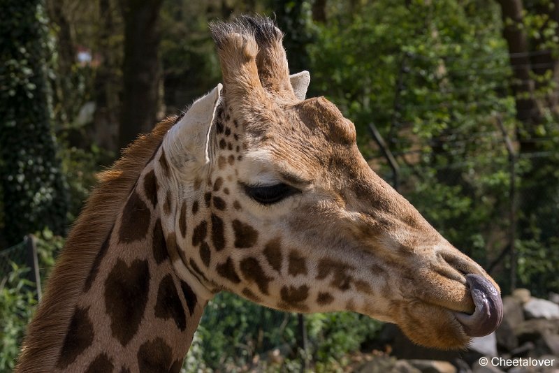 _DSC0005.JPG - Giraffe
