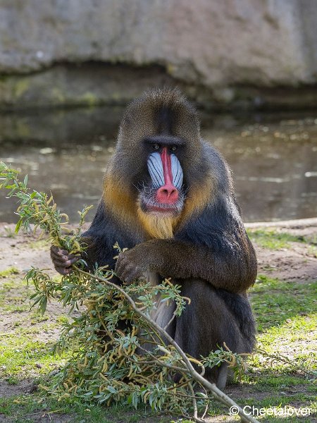 _DSC0037.JPG - Mandril