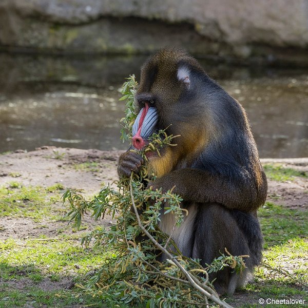_DSC0039.JPG - Mandril