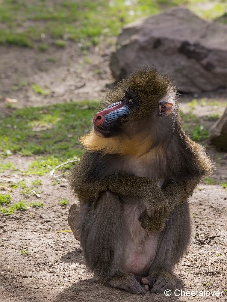 _DSC0054.JPG - Mandril