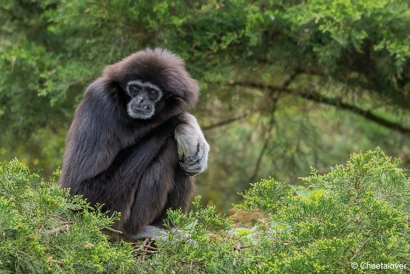 _DSC0066.JPG - Withandgibbon