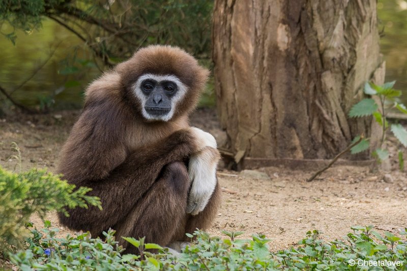_DSC0069.JPG - Withandgibbon