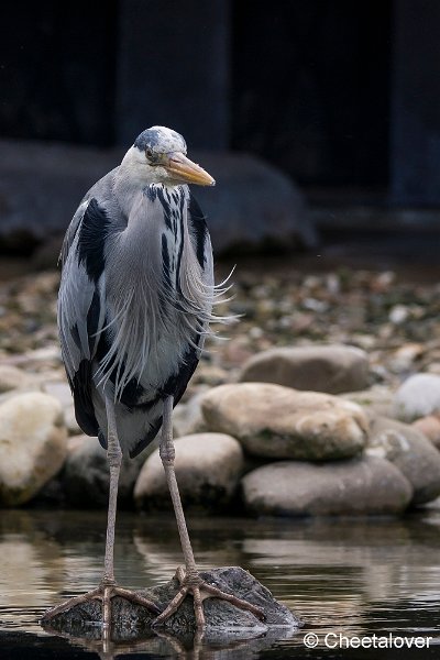 _DSC0153.JPG - Blauwe Reiger