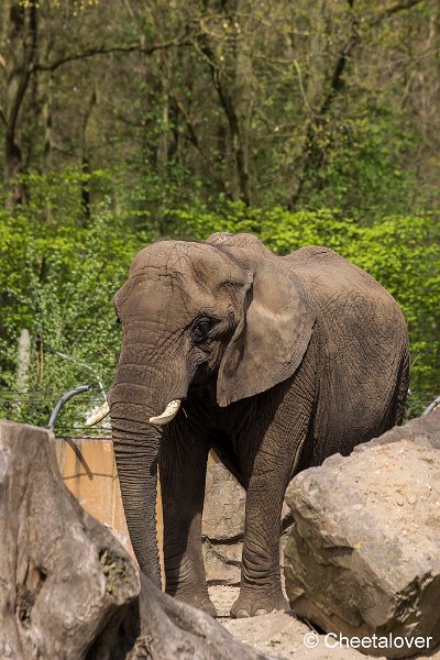 _DSC0175.JPG - Afrikaanse Olifant