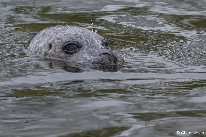 _DSC0228.JPG - Zeehond