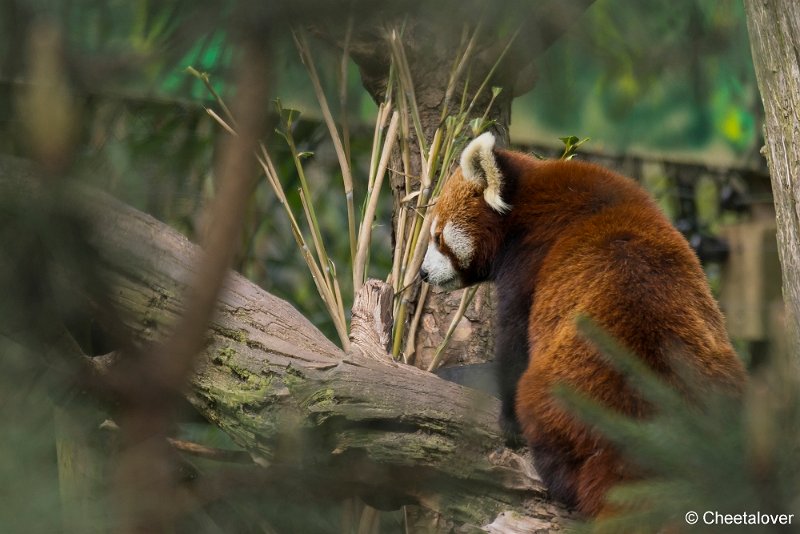 _DSC0259.JPG - Rode Panda