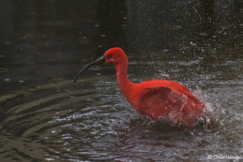_DSC0379.JPG - Rode Ibis