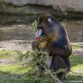 _DSC0039
