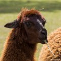 _DSC0208