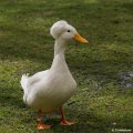 _DSC0218