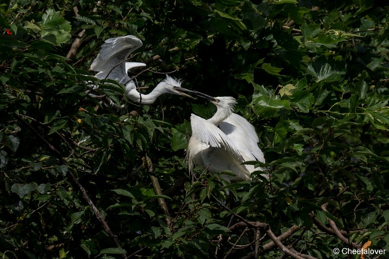 _DSC0116.JPG - Kleine Zilverreiger
