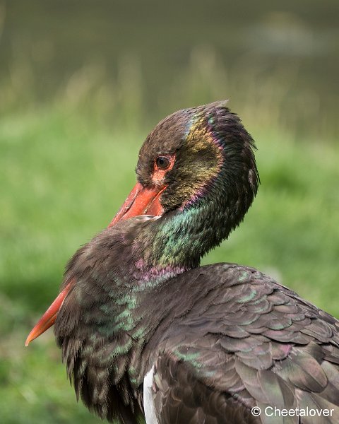 _DSC0132.JPG - Zwarte Ooievaar