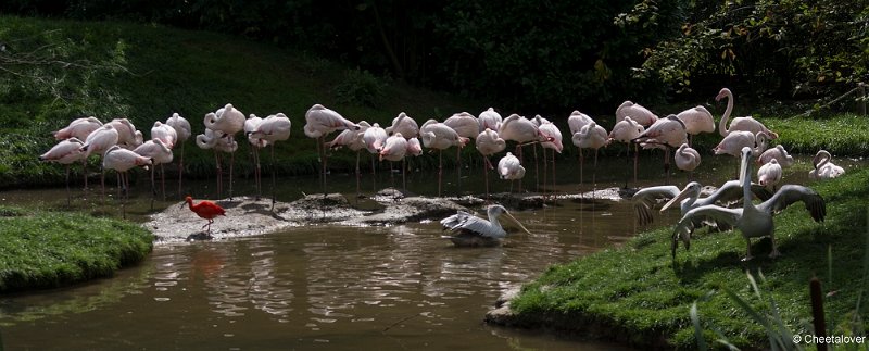 _DSC0153.JPG - Europese Flamingo