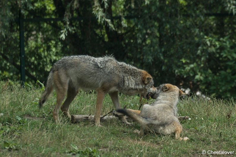 _DSC0167.JPG - Wolf
